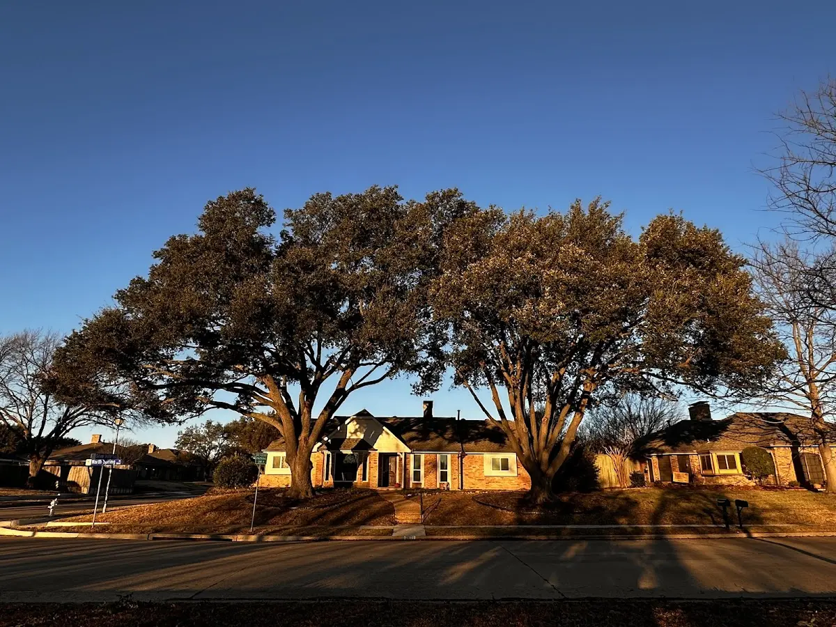 Established residential canopy tree shading a home in Zillah
